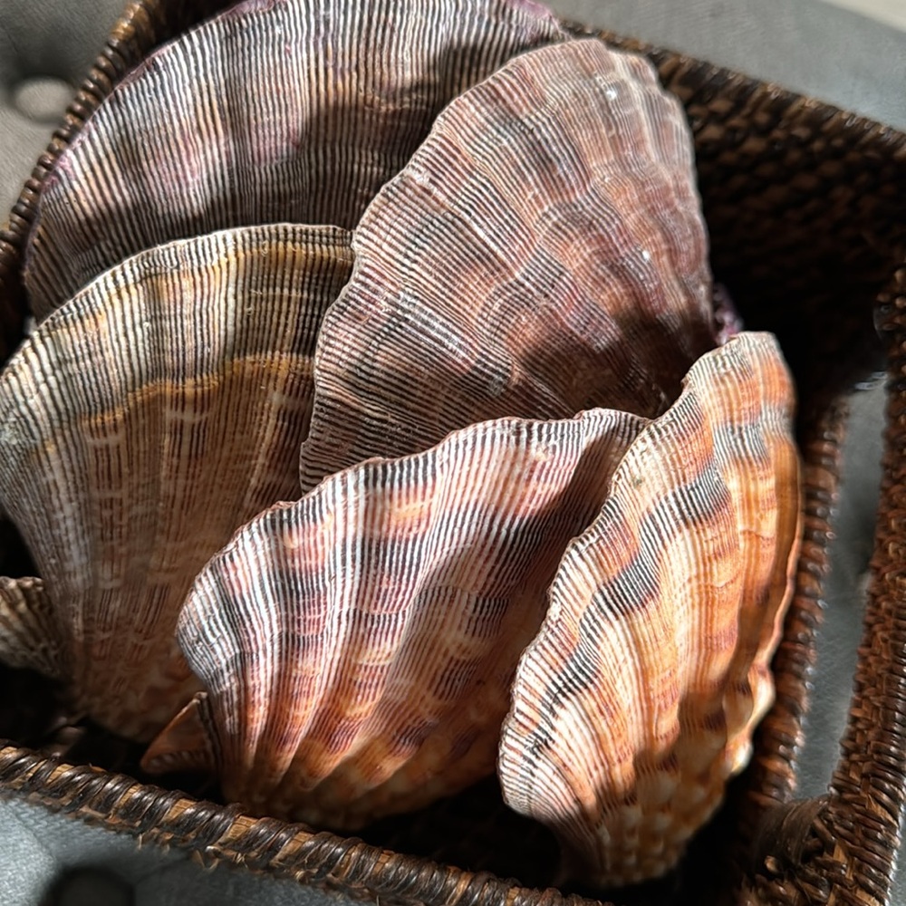 Large Lion Paw Scallop Shell 🐚